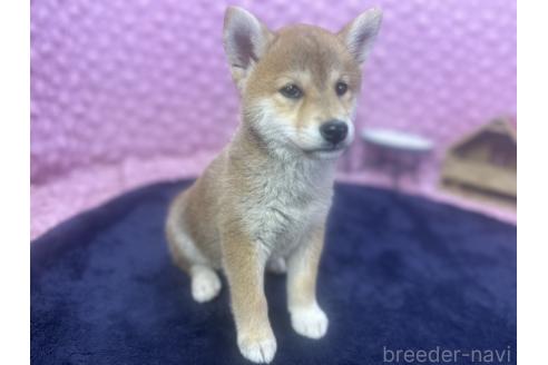 販売中の茨城県の柴犬-391695の14枚目
