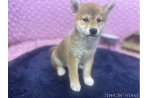 販売中の茨城県の柴犬-391695の13枚目