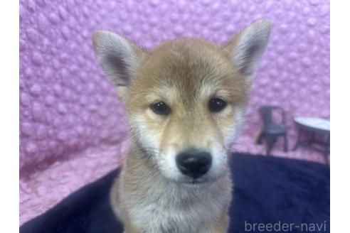 販売中の茨城県の柴犬-391695の12枚目