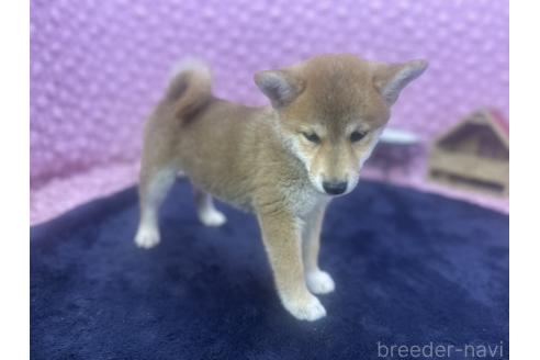 販売中の茨城県の柴犬-391695の11枚目
