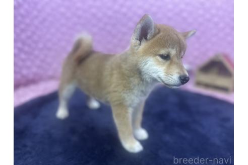 販売中の茨城県の柴犬-391695の10枚目