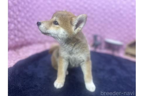 販売中の茨城県の柴犬-391695の9枚目