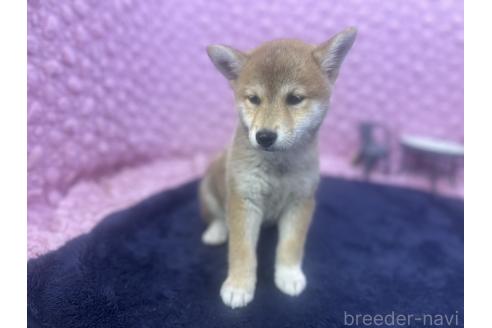 販売中の茨城県の柴犬-391695の8枚目