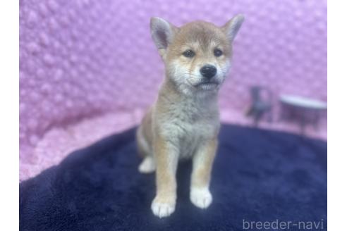 販売中の茨城県の柴犬-391695の1枚目