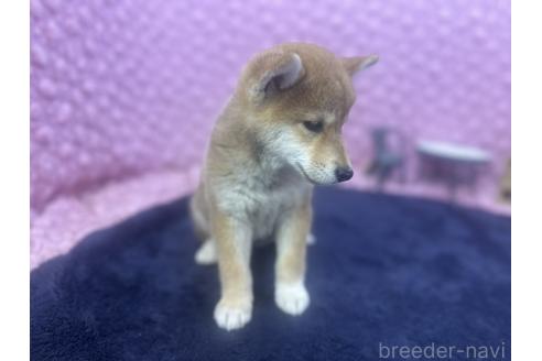 販売中の茨城県の柴犬-391695の7枚目