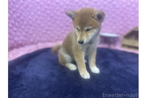 販売中の茨城県の柴犬-391695の6枚目