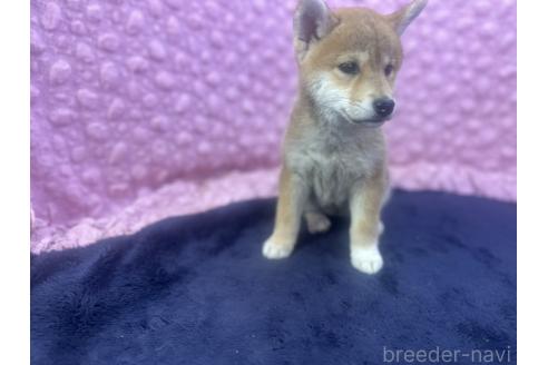 販売中の茨城県の柴犬-391695の5枚目
