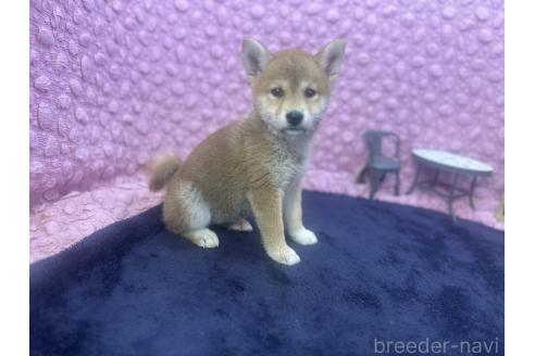 販売中の茨城県の柴犬-391695の4枚目