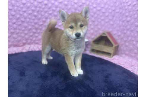 販売中の茨城県の柴犬-391695の3枚目