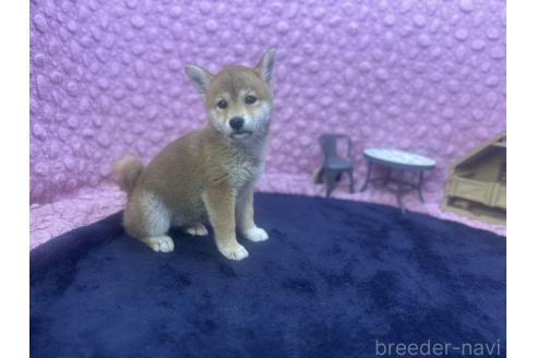 販売中の茨城県の柴犬-391695の2枚目