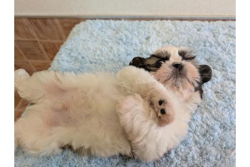 販売中の宮崎県のシーズー-390701の3枚目