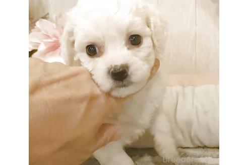 販売中の愛知県のビションフリーゼ-391696の2枚目