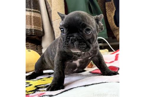 販売中の愛媛県のフレンチブルドッグ-387323の28枚目