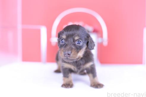 販売中の愛知県のカニンヘンダックスフンド(ロングヘアード)-391700の4枚目