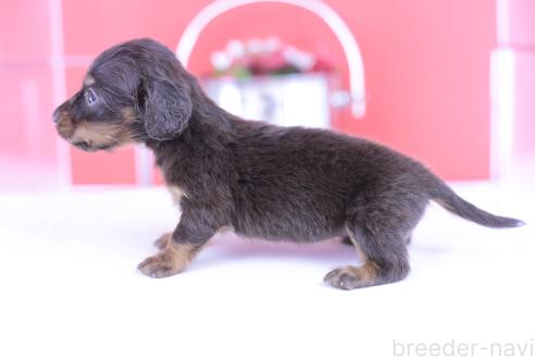 販売中の愛知県のカニンヘンダックスフンド(ロングヘアード)-391700の3枚目