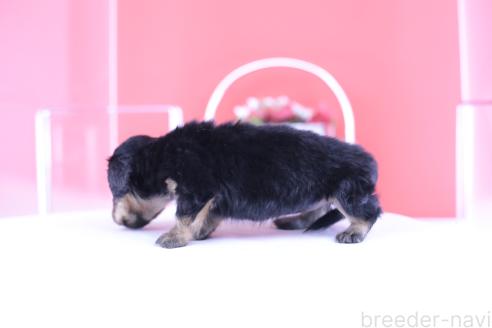 販売中の愛知県のカニンヘンダックスフンド(ロングヘアード)-391702の3枚目