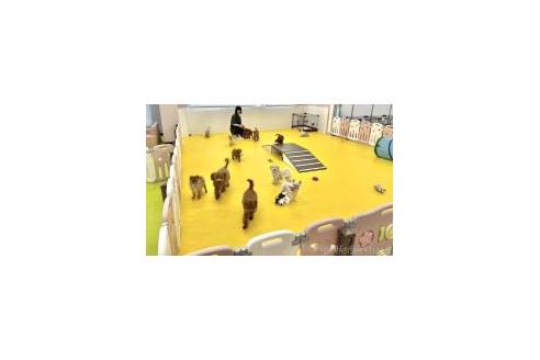 成約済の神奈川県のトイプードル-378431の3枚目