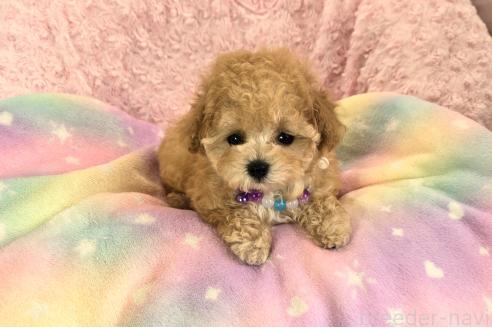 販売中の沖縄県のティーカッププードル-389240の3枚目