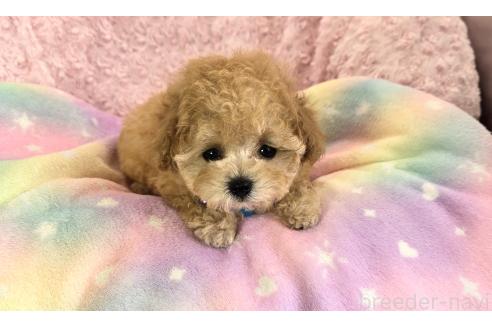 販売中の沖縄県のティーカッププードル-389240の2枚目