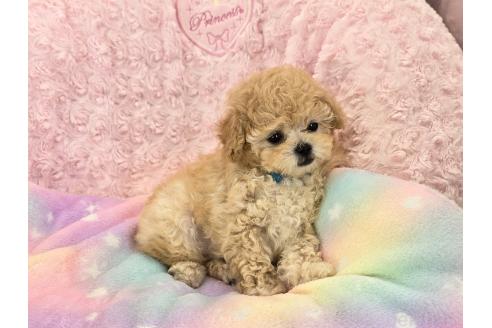 販売中の沖縄県のティーカッププードル-389237の6枚目