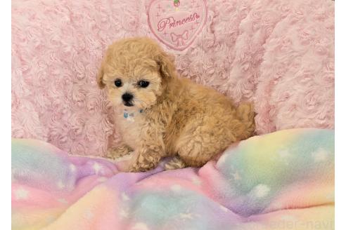 販売中の沖縄県のティーカッププードル-389237の5枚目