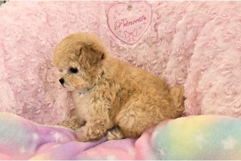 販売中の沖縄県のティーカッププードル-389237の3枚目