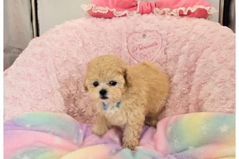 販売中の沖縄県のティーカッププードル-389237の2枚目