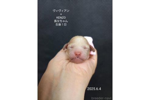 販売中の大阪府のタイニープードル-391712の8枚目