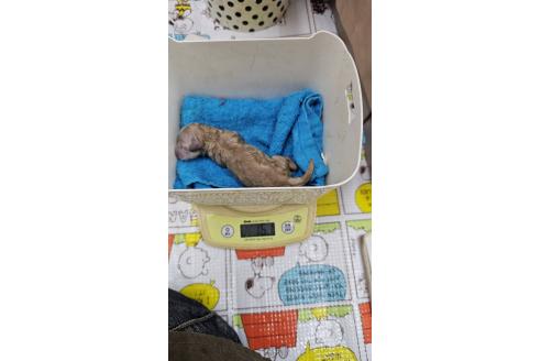 販売中の大阪府のタイニープードル-391712の7枚目