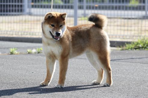 販売中の愛媛県の柴犬-391735の4枚目