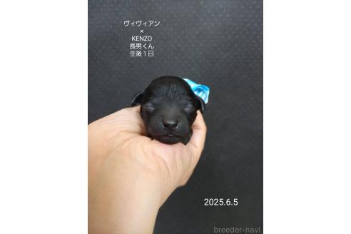 販売中の大阪府のタイニープードル-391714の8枚目
