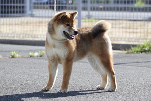 販売中の愛媛県の柴犬-391735の3枚目