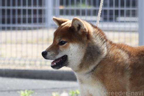 販売中の愛媛県の柴犬-391735の2枚目