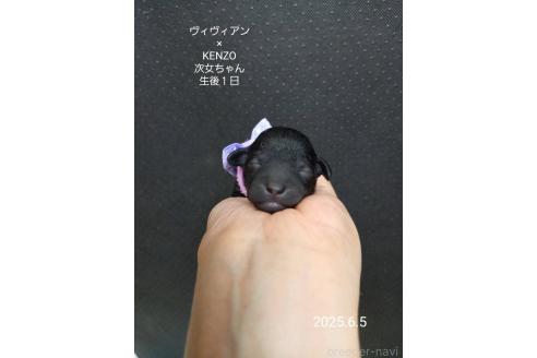 販売中の大阪府のタイニープードル-391717の8枚目