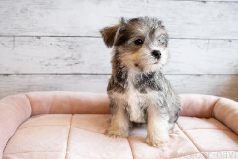 成約済の北海道のミックス犬-386599の5枚目