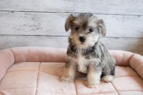 成約済の北海道のミックス犬-386599の4枚目