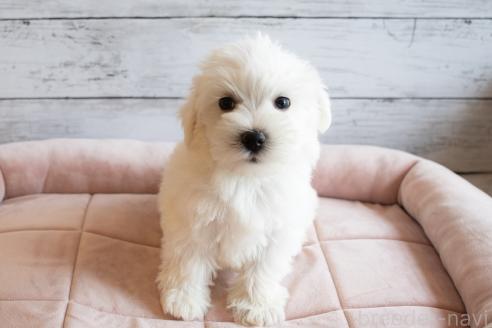 商談中の北海道のミックス犬-391718の5枚目