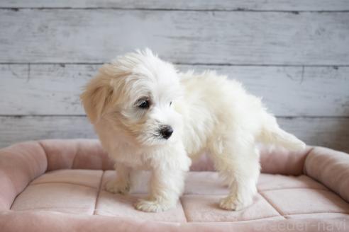 商談中の北海道のミックス犬-391718の3枚目