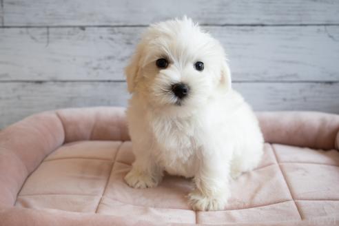 商談中の北海道のミックス犬-391718の2枚目
