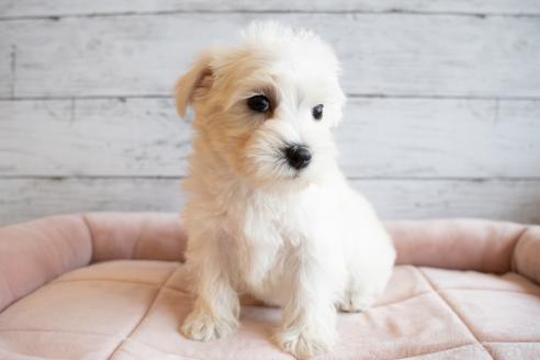 成約済の北海道のミックス犬-386597の6枚目
