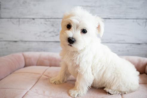 成約済の北海道のミックス犬-386597の4枚目