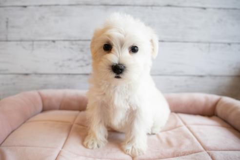 成約済の北海道のミックス犬-386597の2枚目