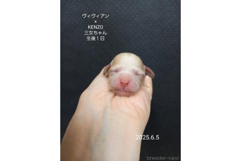 販売中の大阪府のタイニープードル-391720の8枚目
