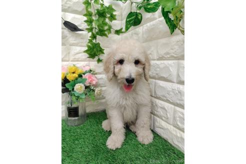 販売中の岡山県のスタンダードプードル-391724の11枚目