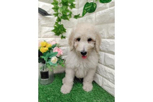 販売中の岡山県のスタンダードプードル-391724の8枚目