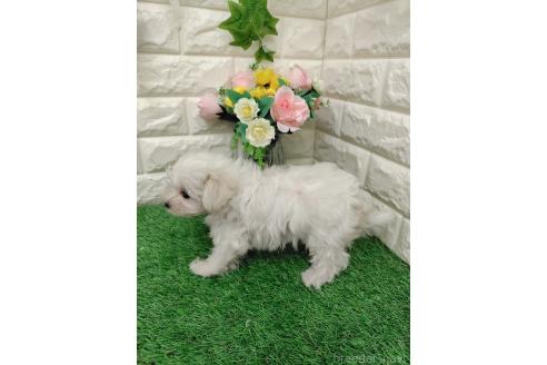 販売中の岡山県のマルプー:マルチーズ×トイプードル-391727の5枚目