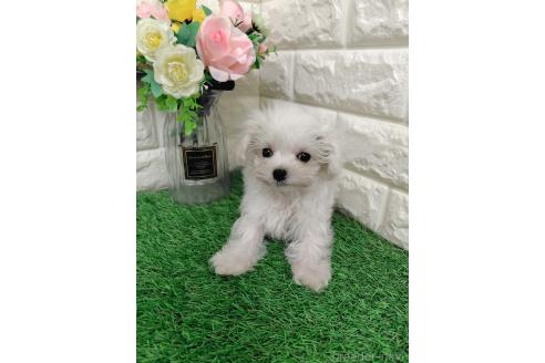 販売中の岡山県のマルプー:マルチーズ×トイプードル-391727の4枚目