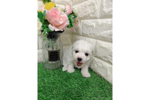 販売中の岡山県のマルプー:マルチーズ×トイプードル-391728の14枚目