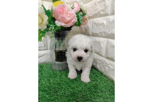 販売中の岡山県のマルプー:マルチーズ×トイプードル-391728の10枚目