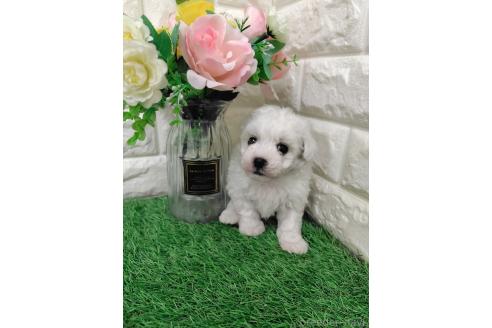 販売中の岡山県のマルプー:マルチーズ×トイプードル-391728の8枚目